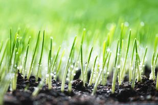 Lawn seeding and overseeding for thicker turf in North Carolina